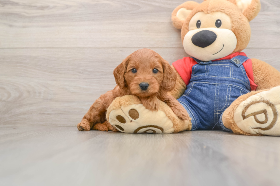 Mini Goldendoodle Pup Being Cute