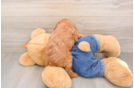 Cute Mini Goldendoodle Baby