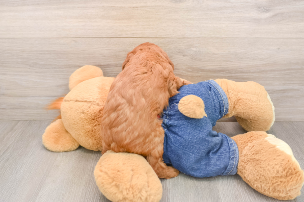 Cute Mini Goldendoodle Baby