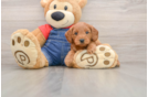 Mini Goldendoodle Puppy for Adoption