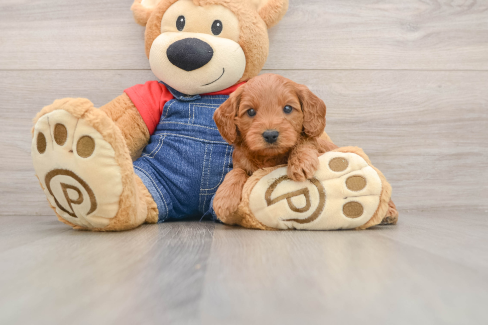 Mini Goldendoodle Puppy for Adoption