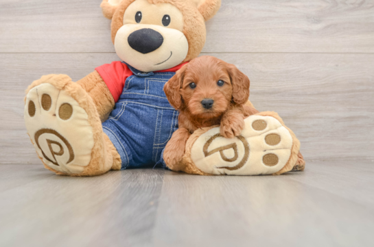 Mini Goldendoodle Puppy for Adoption