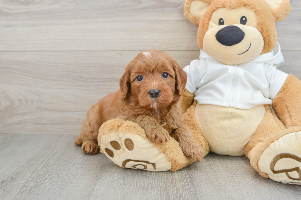 5 week old Mini Goldendoodle Puppy For Sale - Florida Fur Babies