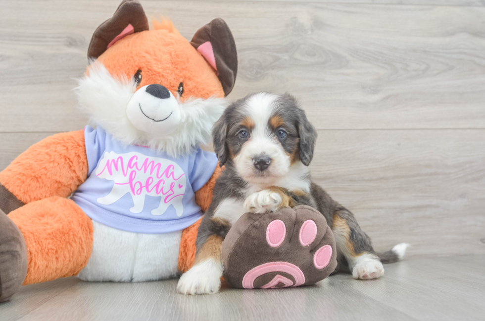 5 week old Mini Goldendoodle Puppy For Sale - Florida Fur Babies