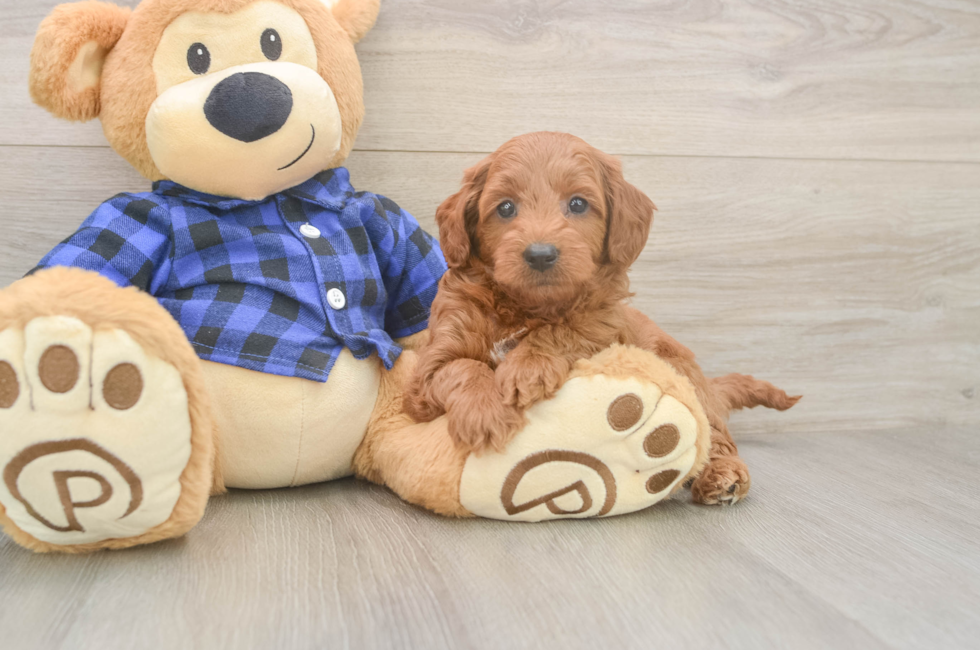 6 week old Mini Goldendoodle Puppy For Sale - Florida Fur Babies