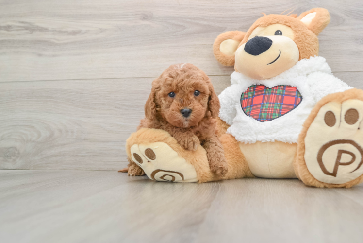 Funny Mini Goldendoodle Poodle Mix Pup