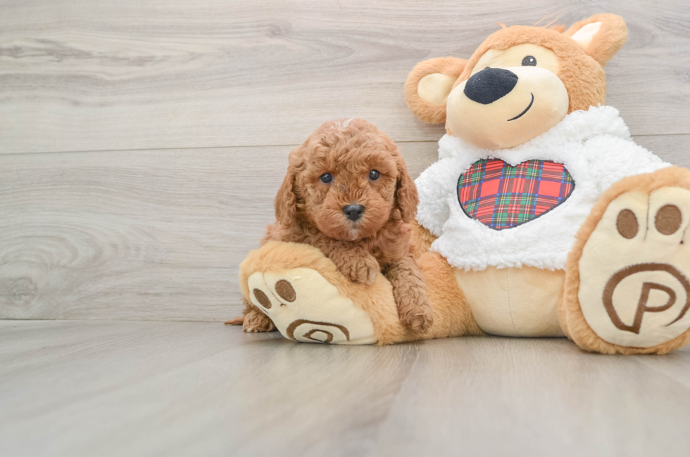 5 week old Mini Goldendoodle Puppy For Sale - Florida Fur Babies