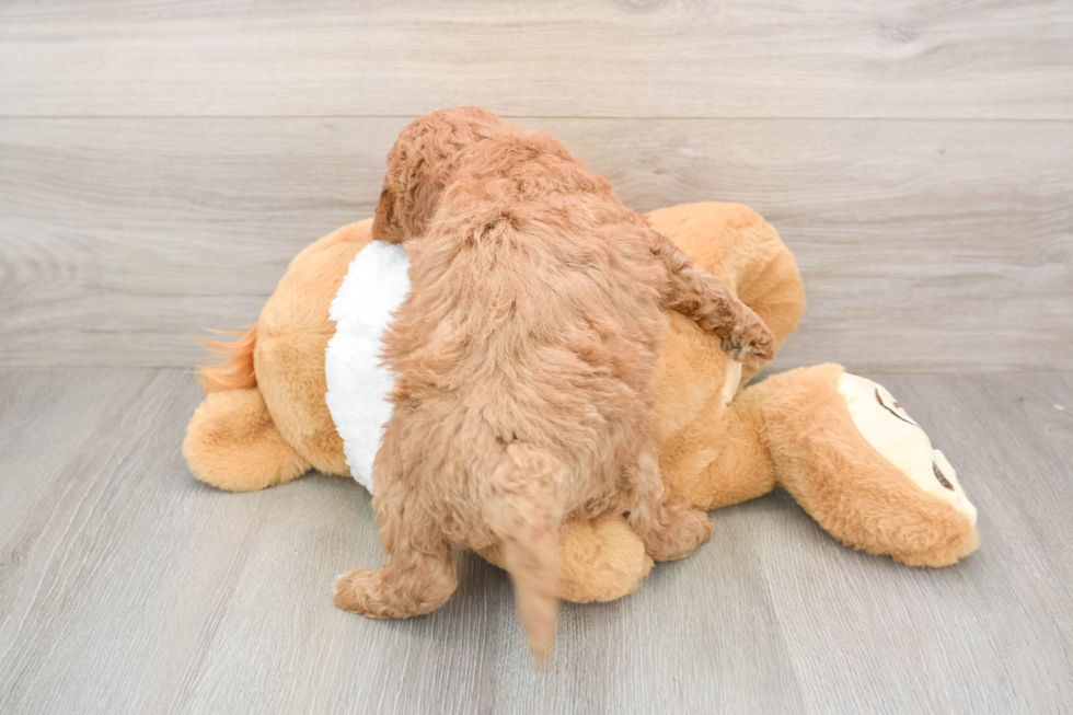 Mini Goldendoodle Pup Being Cute