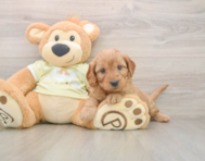 7 week old Mini Goldendoodle Puppy For Sale - Florida Fur Babies