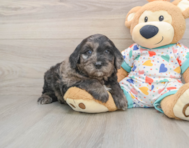 8 week old Mini Goldendoodle Puppy For Sale - Florida Fur Babies