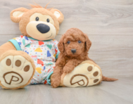 7 week old Mini Goldendoodle Puppy For Sale - Florida Fur Babies