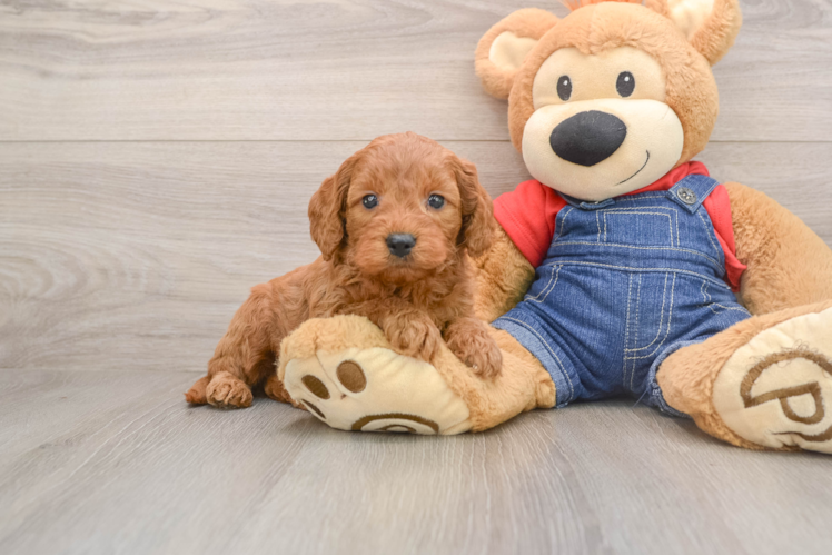 Hypoallergenic Mini Goldiepoo Poodle Mix Puppy
