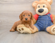 8 week old Mini Goldendoodle Puppy For Sale - Florida Fur Babies