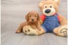 Hypoallergenic Mini Goldiepoo Poodle Mix Puppy