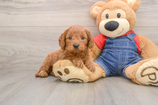 Hypoallergenic Mini Goldiepoo Poodle Mix Puppy