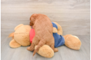 Mini Goldendoodle Pup Being Cute