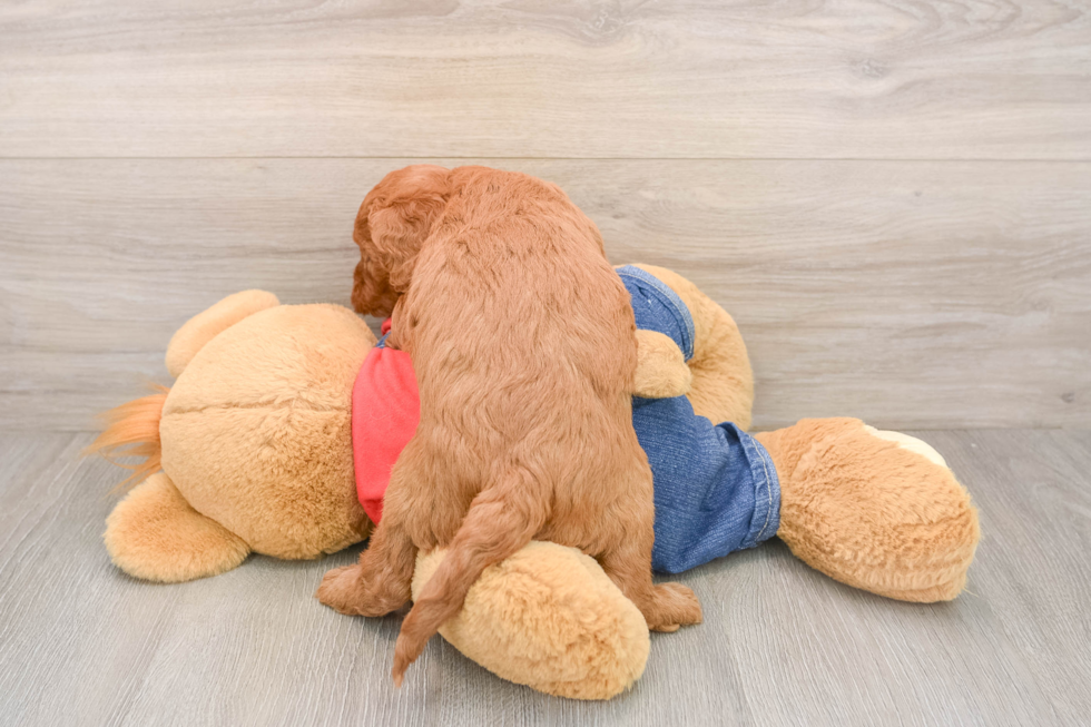 Mini Goldendoodle Pup Being Cute