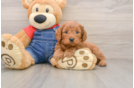Mini Goldendoodle Pup Being Cute