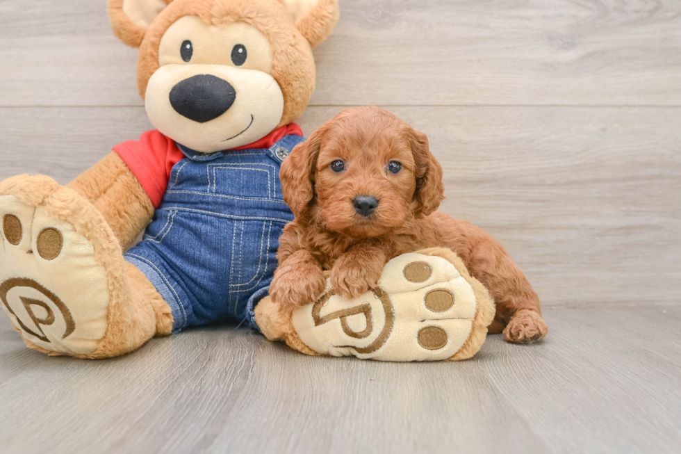 Mini Goldendoodle Pup Being Cute