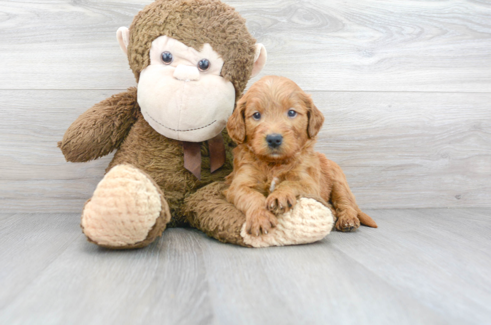 6 week old Mini Goldendoodle Puppy For Sale - Florida Fur Babies