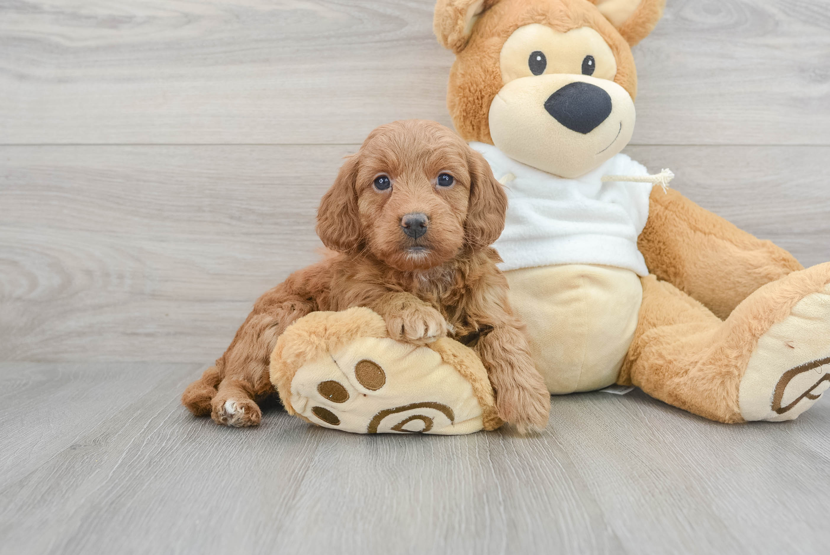 Mini goldendoodle best sale puppies florida