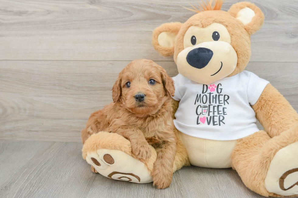 Energetic Golden Doodle Poodle Mix Puppy