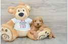 Mini Goldendoodle Puppy for Adoption