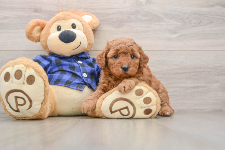 Playful Mini Groodle Poodle Mix Puppy
