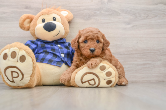 Playful Mini Groodle Poodle Mix Puppy