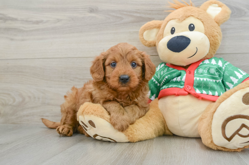 5 week old Mini Goldendoodle Puppy For Sale - Florida Fur Babies