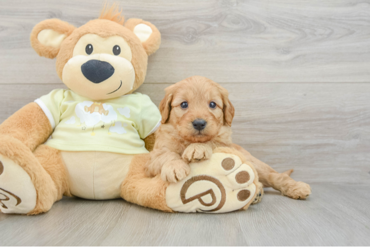 Smart Mini Goldendoodle Poodle Mix Pup