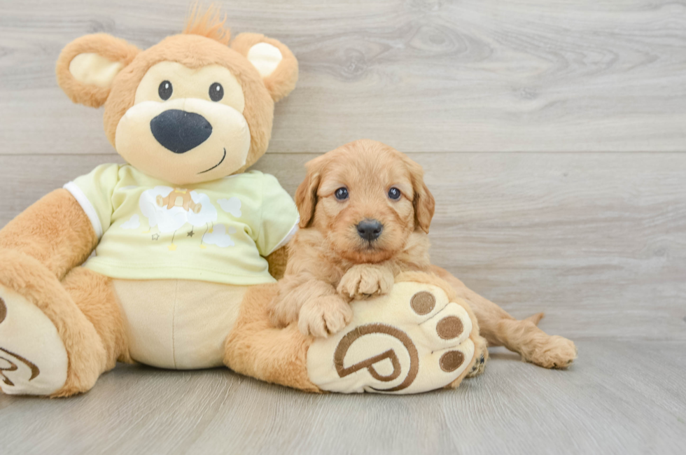 7 week old Mini Goldendoodle Puppy For Sale - Florida Fur Babies
