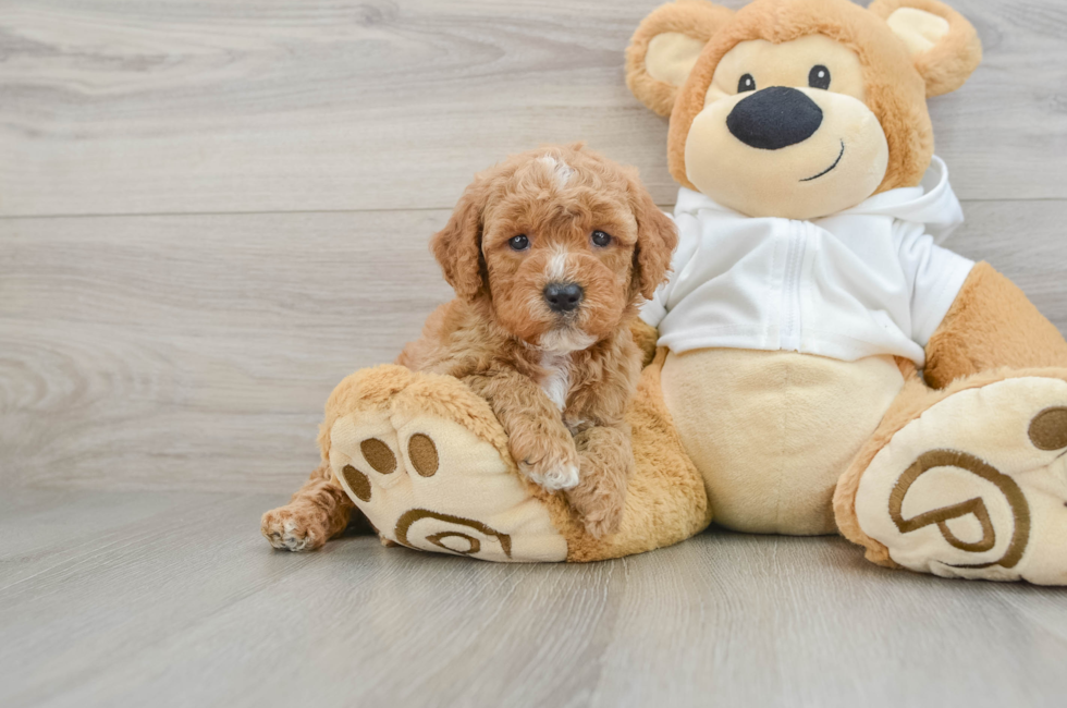 5 week old Mini Goldendoodle Puppy For Sale - Florida Fur Babies