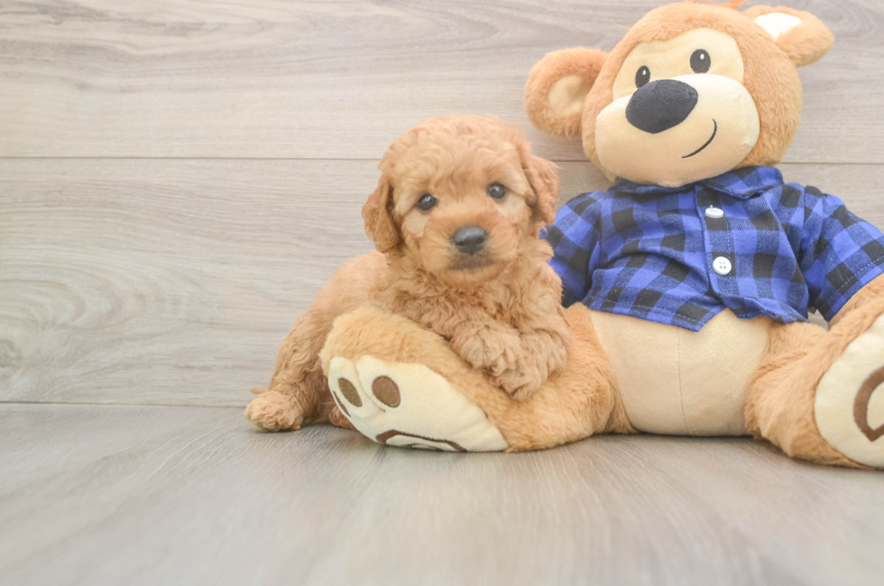6 week old Mini Goldendoodle Puppy For Sale - Florida Fur Babies