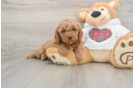Best Mini Goldendoodle Baby