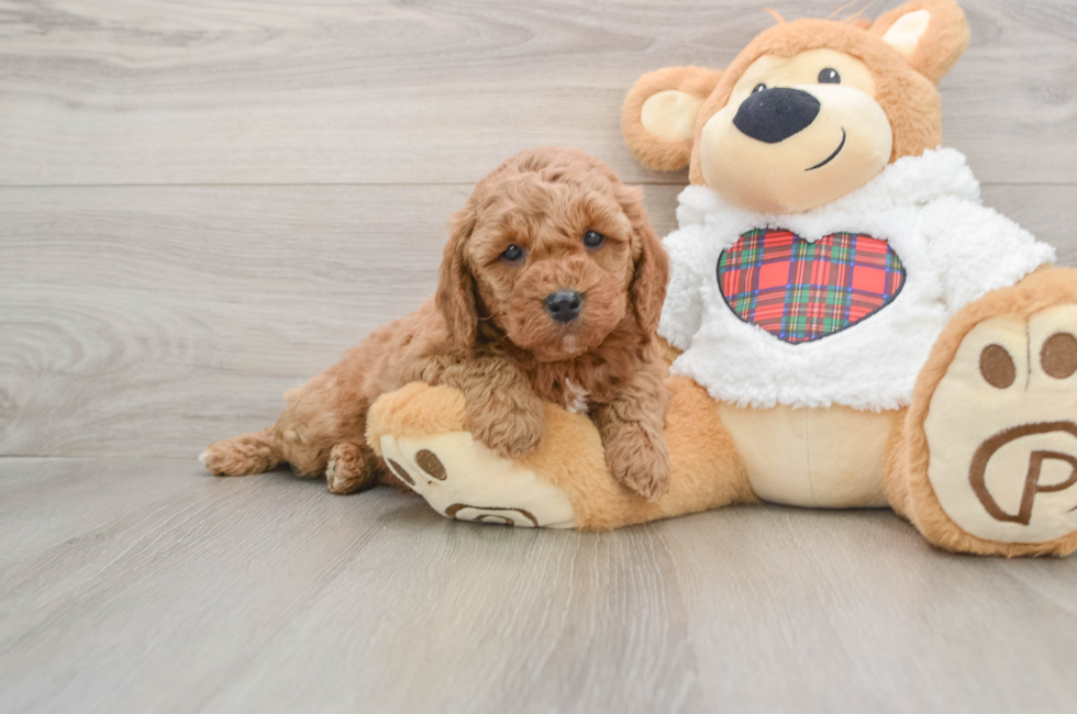 5 week old Mini Goldendoodle Puppy For Sale - Florida Fur Babies