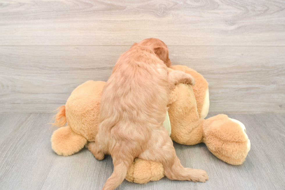 Small Mini Goldendoodle Baby