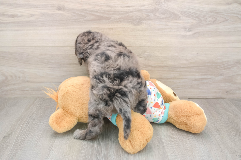 Cute Mini Goldendoodle Baby