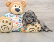 8 week old Mini Goldendoodle Puppy For Sale - Florida Fur Babies