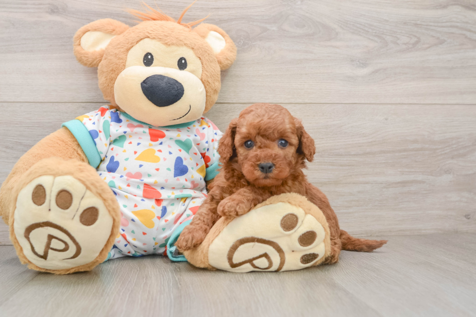 Funny Mini Goldendoodle Poodle Mix Pup