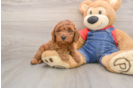 Mini Goldendoodle Pup Being Cute
