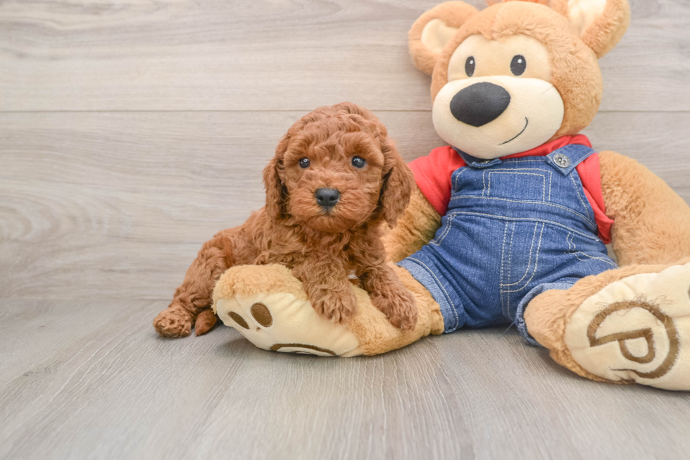 Mini Goldendoodle Pup Being Cute