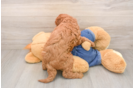 Friendly Mini Goldendoodle Baby