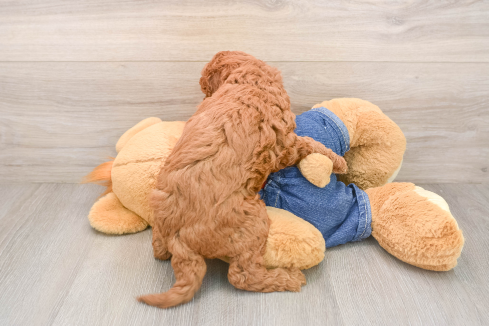 Friendly Mini Goldendoodle Baby