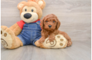 Fluffy Mini Goldendoodle Poodle Mix Pup