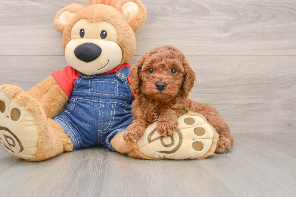 Fluffy Mini Goldendoodle Poodle Mix Pup