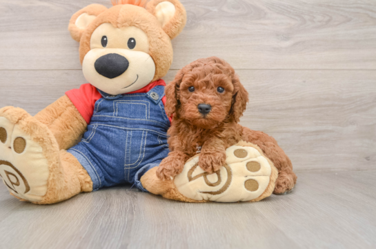 Fluffy Mini Goldendoodle Poodle Mix Pup