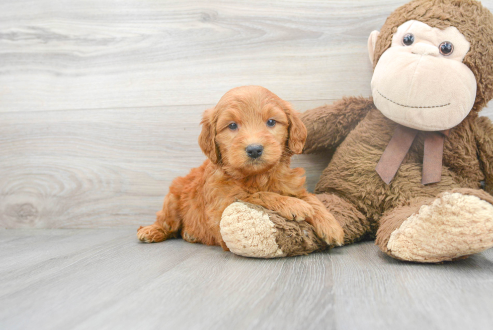 golden retriever poodle mix puppy