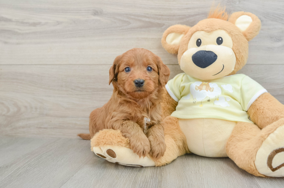 7 week old Mini Goldendoodle Puppy For Sale - Florida Fur Babies