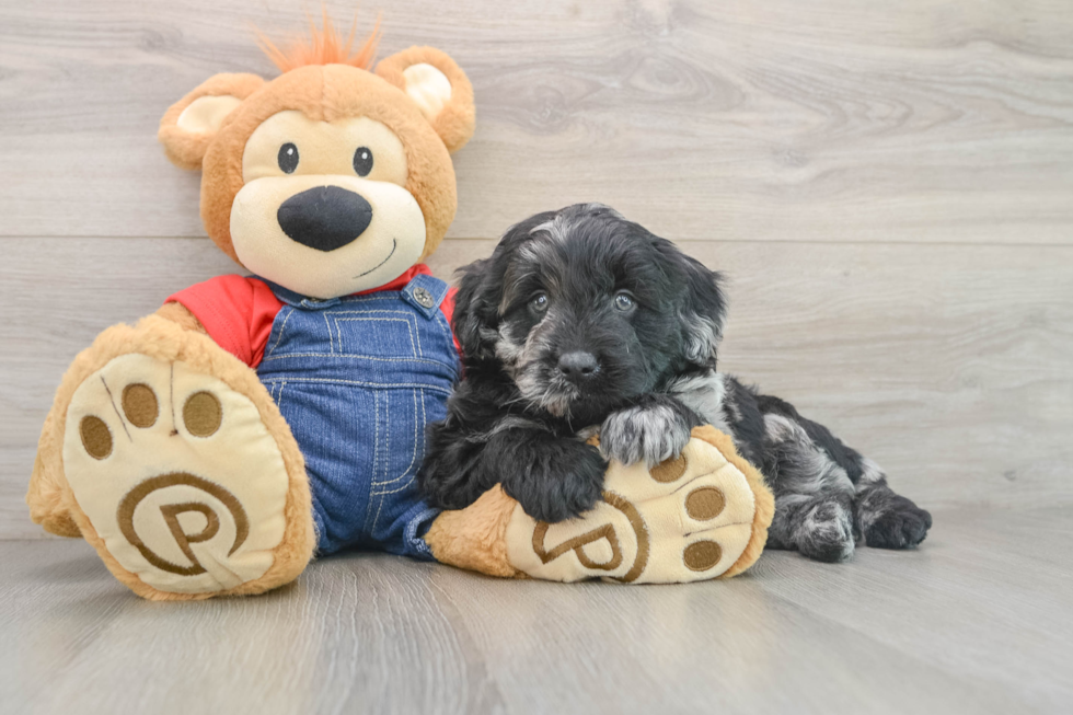 Mini Goldendoodle Puppy for Adoption